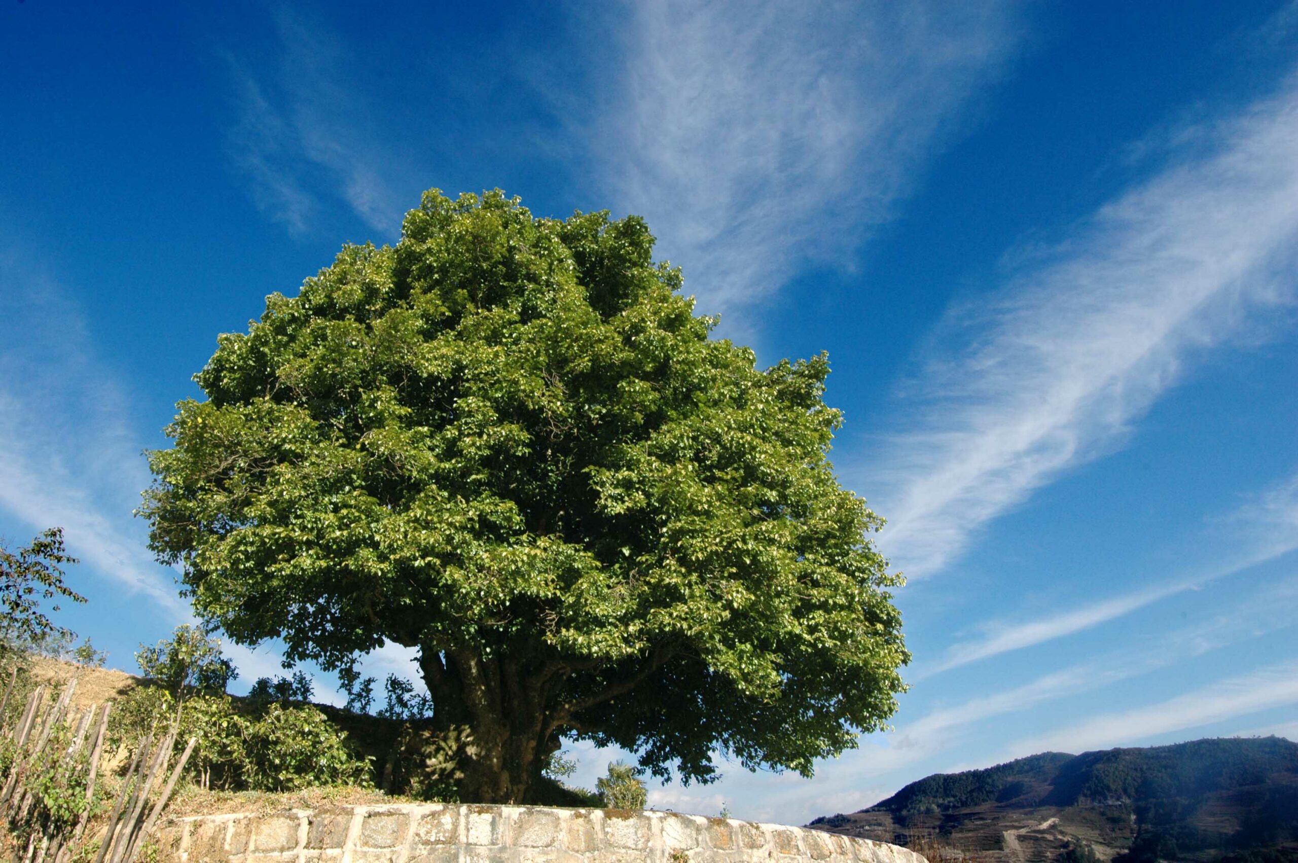 From a Single Tea Leaf to a 10-Billion-Yuan Industry: Fengqing Dianhong Tea Builds a Full-Chain Development Path