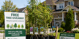 Free Tree Giveaways in Markham and Mississauga Enter Registration Period: Chinese Homeowners Should Check Eligibility and Underground Utility Rules Before Planting