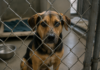 Mississauga Reaffirms Zero Tolerance for Animal Abuse