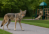 Young Child Bitten by Coyote in Whitby