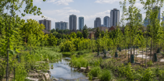 Mississauga Restores Cooksville Forests to Reduce Flood Risk