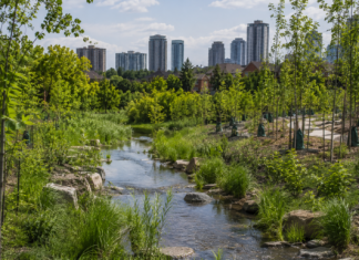 Mississauga Restores Cooksville Forests to Reduce Flood Risk